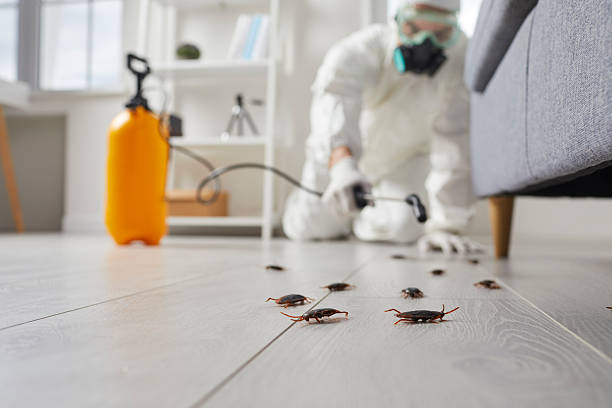 Trusted Cockroach Control service in Perezville, TX - Nex Pest Control